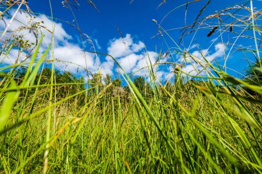 Yaz aylarında güneşli bir gün çiçeklenme çiçekler ile güzel çayır. renkli arka plan