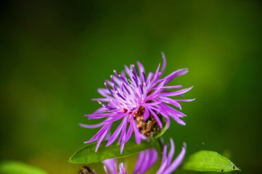 Yaz aylarında güneşli bir gün çiçeklenme çiçekler ile güzel çayır. renkli arka plan