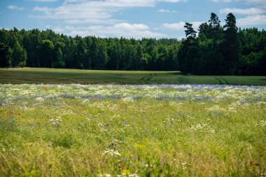 Yaz aylarında güneşli bir gün çiçeklenme çiçekler ile güzel çayır. renkli arka plan