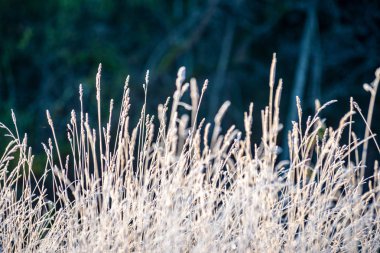 parkta güneşli kış sabah ışığında Frost kaplı çim ve ağaç yaprakları