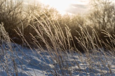 buz kaplı çim ve huş ağacı dalları karlı parkta güneşli kış sabah ışığında yaprakları