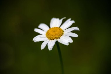Yaz aylarında güneşli bir gün çiçeklenme çiçekler ile güzel çayır. renkli arka plan