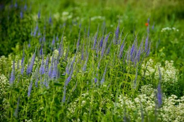 Yaz aylarında güneşli bir gün çiçeklenme çiçekler ile güzel çayır. renkli arka plan