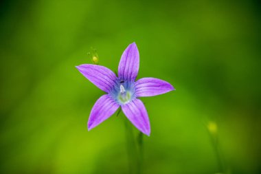 Yaz aylarında güneşli bir gün çiçeklenme çiçekler ile güzel çayır. renkli arka plan