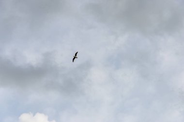 gökyüzünde yüksek uçan vahşi kuşlar, arka plan bulanıklık