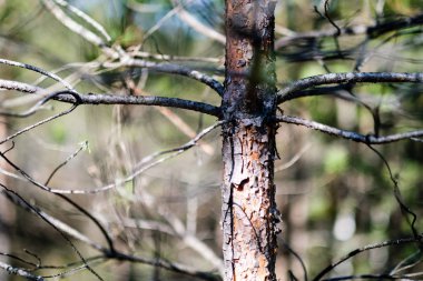 bulanık arka plan ile bataklık alanında genç çam ağaçları. güneşli bahar günü