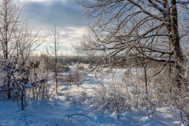 buz kaplı çim ve huş ağacı dalları karlı parkta güneşli kış sabah ışığında yaprakları