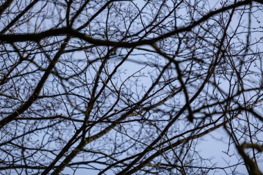 sakin parlak su yansımaları karşı günbatımı renklerde çıplak ağaç dalları