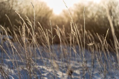 buz kaplı çim ve huş ağacı dalları karlı parkta güneşli kış sabah ışığında yaprakları