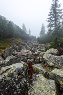 sis ve eski ağaçlar ile ıslak puslu sonbahar ormanında yürüyüş. yağmur aşağı geliyor