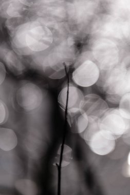 sakin parlak su yansımaları karşı günbatımı renklerde çıplak ağaç dalları