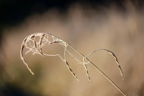 Frost Covered Grass Tree Leaves Sunny Winter Morning Light Park — Stock Photo, Image