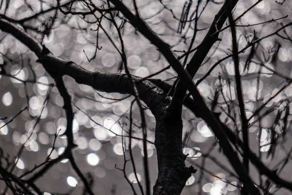 Branches Arbres Nues Dans Les Couleurs Coucher Soleil Contre Les — Photo