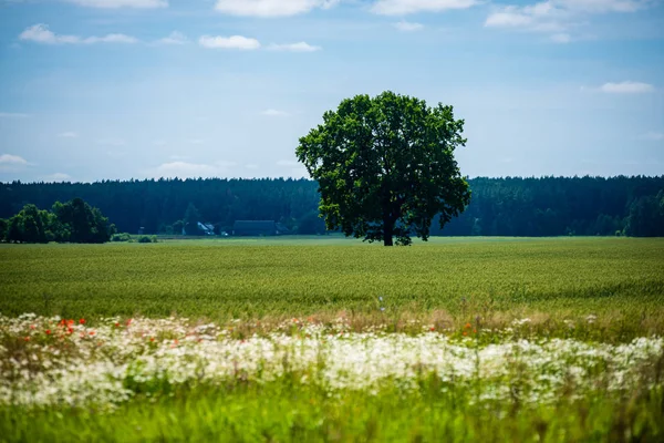 Piękne Łąki Kwitnącymi Kwiatami Słoneczny Dzień Lecie Kolorowe Tło — Zdjęcie stockowe