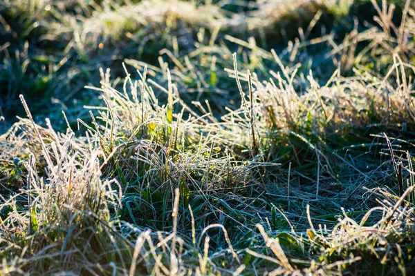Frost Täckt Gräs Och Träd Löv Soligt Vinter Morgon Ljus — Stockfoto