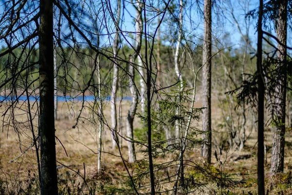 Junge Kiefern Sumpfgebiet Mit Verschwommenem Hintergrund Sonniger Frühlingstag — Stockfoto