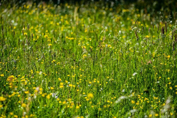 Hermoso Prado Con Flores Florecientes Día Soleado Verano Fondo Colorido — Foto de Stock