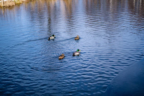 Vacker Anka Simning Lugnt Vatten Med Reflektioner — Stockfoto