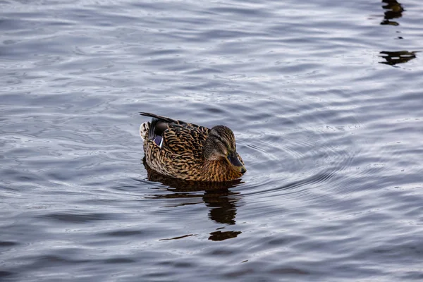 Belo Pato Nadando Água Calma Com Reflexos — Fotografia de Stock