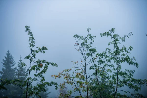 Gyaloglás Nedves Ködös Őszi Erdőben Köd Öreg Fák Eső Jön — Stock Fotó