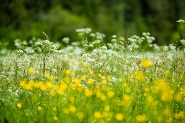 Schöne Wiese Mit Blühenden Blumen Sonnigen Sommertagen Farbenfroher Hintergrund — Stockfoto