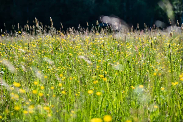 Bellissimo Prato Con Fiori Fiore Nella Giornata Sole Estate Sfondo — Foto Stock