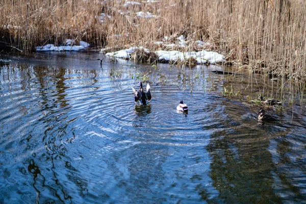 Hermoso Pato Nadando Aguas Tranquilas Con Reflejos —  Fotos de Stock