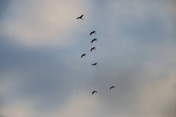 Păsări Sălbatice Care Zboară Sus Cer Estompează Fundalul — Fotografie, imagine de stoc