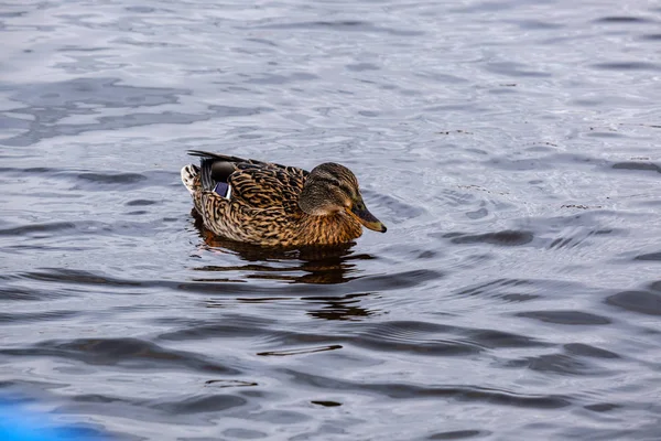 beautiful duck swimming in calm water with reflections
