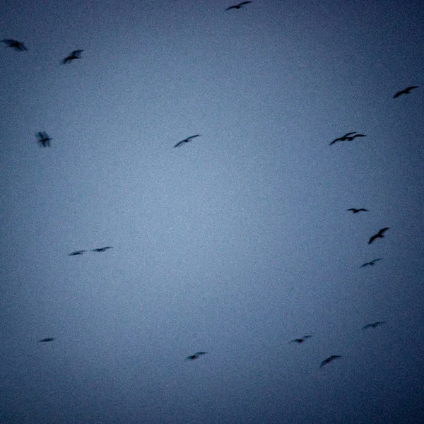 Aves Selvagens Voando Alto Céu Fundo Borrão — Fotografia de Stock