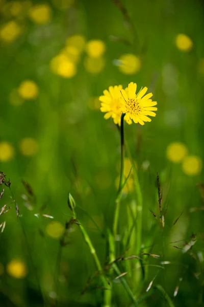 Mooie Weide Met Bloeiende Bloemen Zonnige Dag Zomer Kleurrijke Achtergrond — Stockfoto