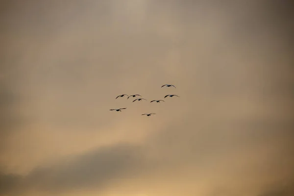 Aves Salvajes Volando Alto Cielo Fondo Borroso — Foto de Stock