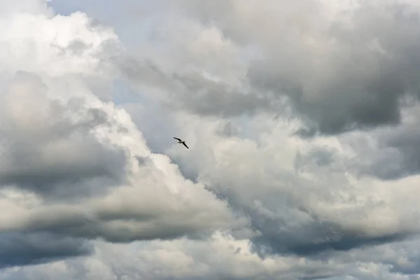 Oiseaux Sauvages Volant Haut Dans Ciel Fond Flou — Photo
