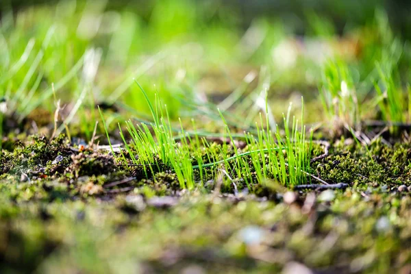 Primeira Grama Verde Crescendo Partir Solo Nua Primavera Parque — Fotografia de Stock