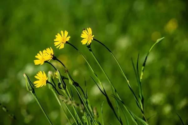 Mooie Weide Met Bloeiende Bloemen Zonnige Dag Zomer Kleurrijke Achtergrond — Stockfoto