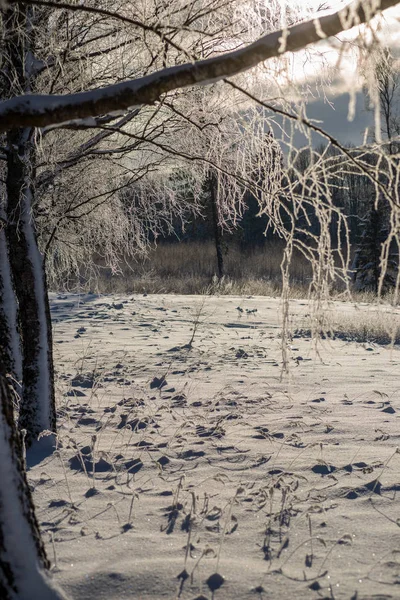 Frost Bedeckt Gras Und Birkenzweige Blätter Sonnigem Wintermorgen Licht Verschneiten — Stockfoto
