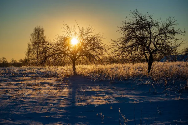 Frost Covered Grass Birch Tree Branches Leaves Sunny Winter Morning — Stock fotografie