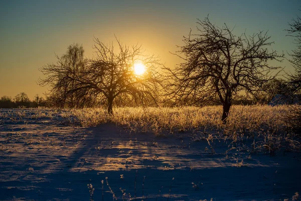 Παγετό Καλυμμένο Χόρτο Και Κλαδιά Σημύδας Φύλλα Στο Ηλιόλουστο Χειμερινό — Φωτογραφία Αρχείου