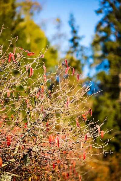 Frost Täckt Gräs Och Träd Löv Soligt Vinter Morgon Ljus — Stockfoto