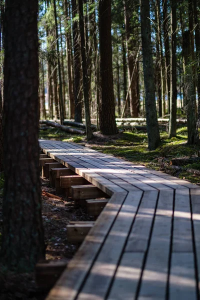 Genç çam ağacı ormanı ile bataklık turistler için güzel yeni ahşap tahta yürüyüş