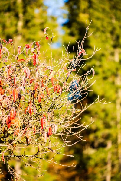 Hierba Cubierta Heladas Hojas Árboles Invierno Soleado Luz Mañana Parque — Foto de Stock