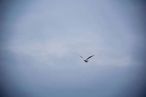 Oiseaux Sauvages Volant Haut Dans Ciel Fond Flou — Photo