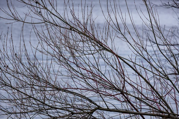 Naked Tree Branches Sunset Colors Calm Shiny Water Reflections — Stock Photo, Image