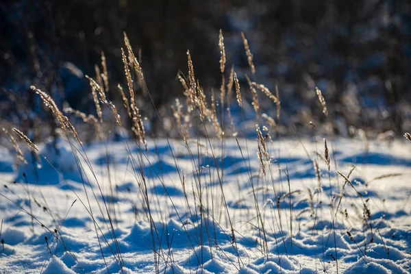 Frost Covered Grass Birch Tree Branches Leaves Sunny Winter Morning — Stock fotografie