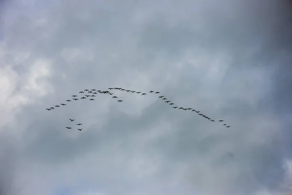 Aves Salvajes Volando Alto Cielo Fondo Borroso — Foto de Stock