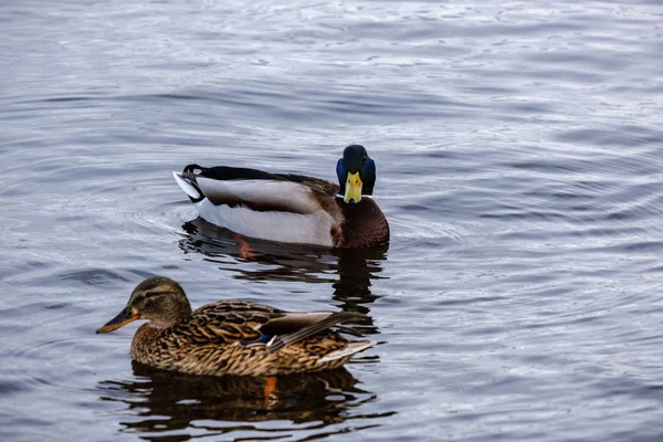 beautiful duck swimming in calm water with reflections