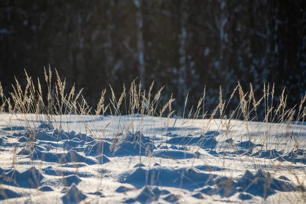 Frost Covered Grass Birch Tree Branches Leaves Sunny Winter Morning — Stock fotografie