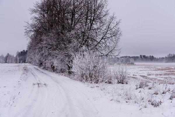 Сніжна Зимова Дорога Вкрита Льодом Снігом Лісі Блакитне Небо — стокове фото