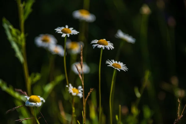 美丽的草地与盛开的花朵在阳光明媚的夏天的日子 五颜六色的背景 — 图库照片