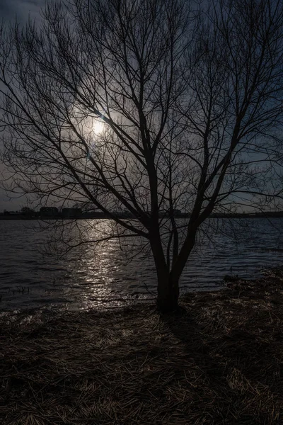 Branches Arbres Nues Dans Les Couleurs Coucher Soleil Contre Les — Photo